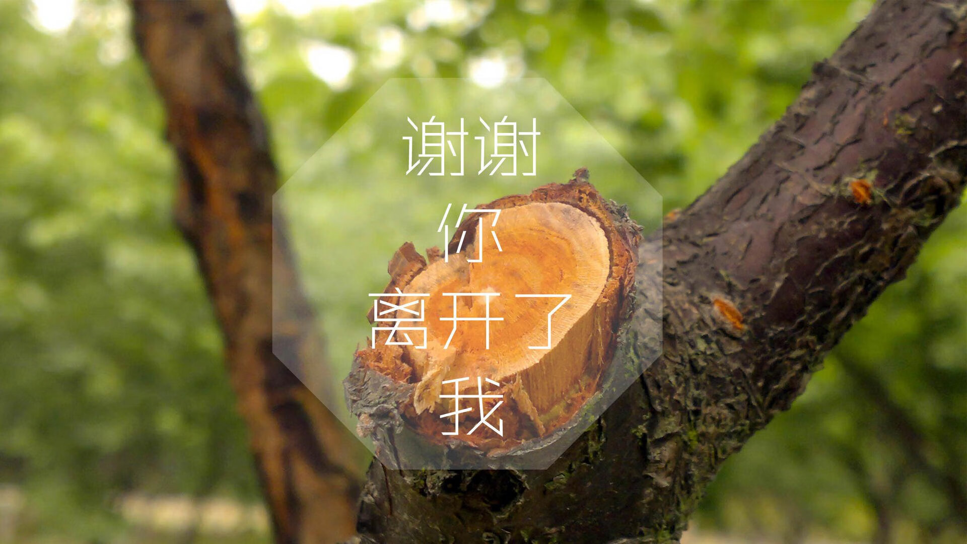 世界俱乐部杯在线观看-沙特阿拉伯队惨遭淘汰，遗憾告终，沙特阿拉伯队惨遭淘汰,遗憾告终的原因