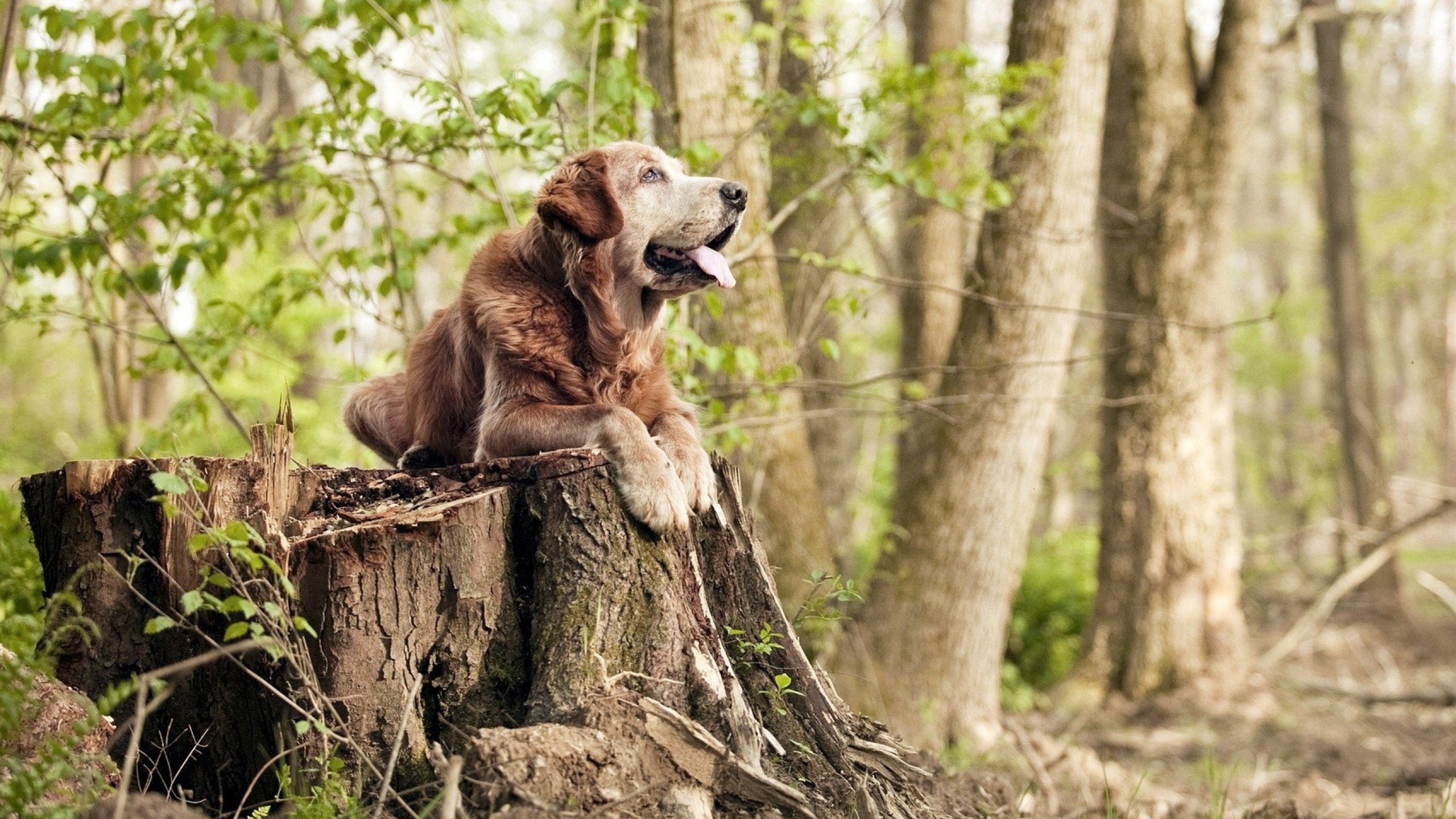 德国新星施瓦茨800自挑战世界强者，施瓦茨科普