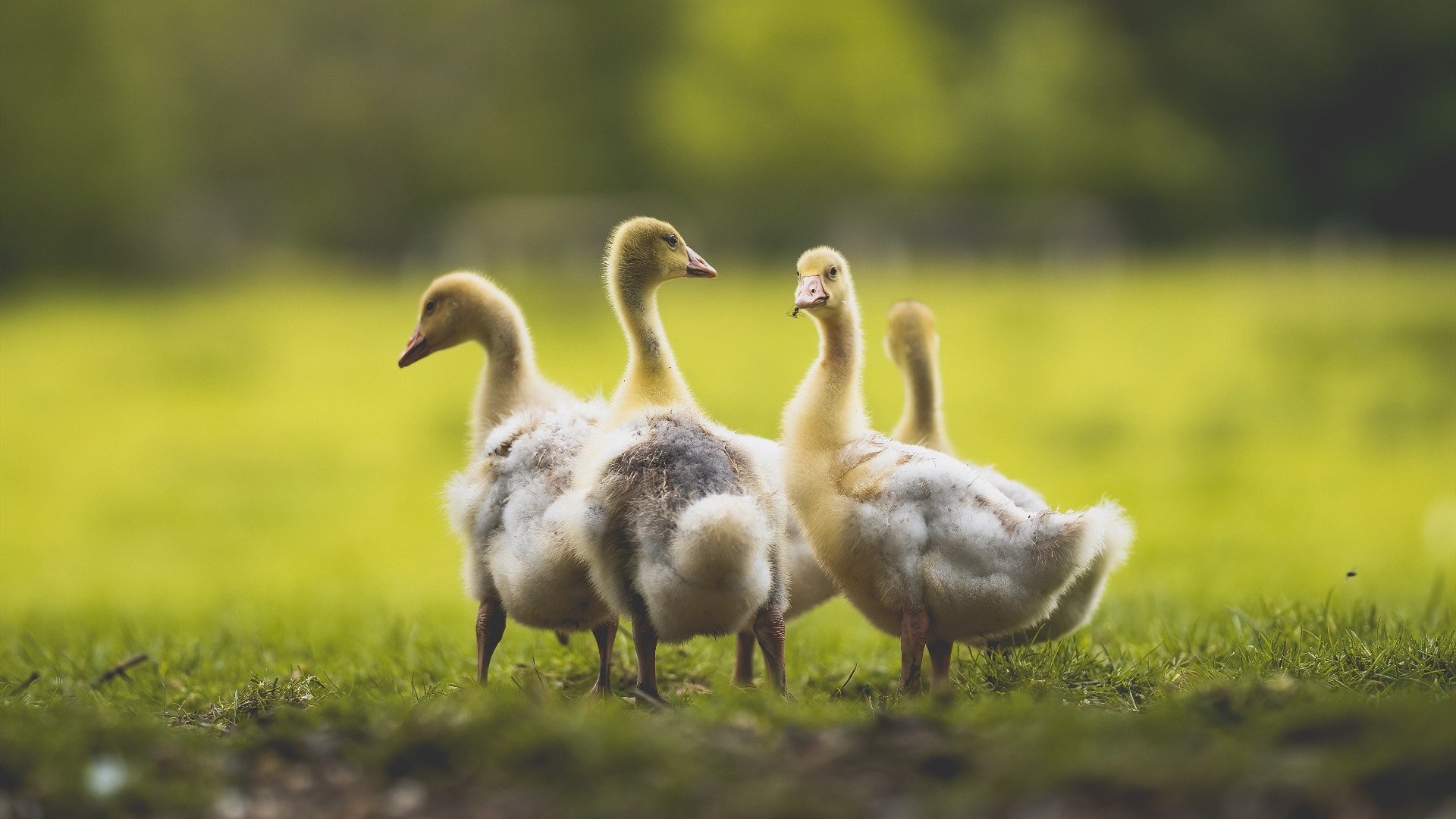 蛙泳状态回暖韩国表现突出,蛙泳get