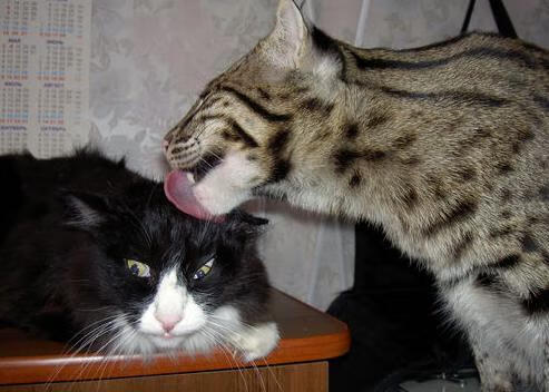 世俱杯2025-西甲激烈争夺：天王之战点燃全场激情，西甲榜首大战